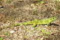 Jaszczurka-zielona533.gif