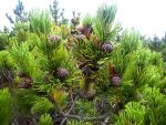 Pinus-mugo-1.jpg