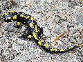 Salamandra-plamista.gif