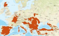 Mapa-zbik-europejski.jpg