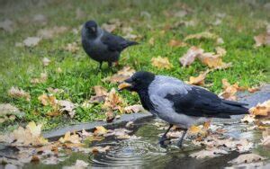 イベントスタッフ バイト 大阪 - なぜカラスはイベント会場に集まるのか？