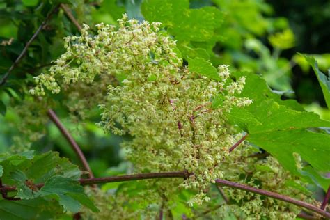 ゴーヤ 雄花ばかり、なぜか夏の終わりに咲く